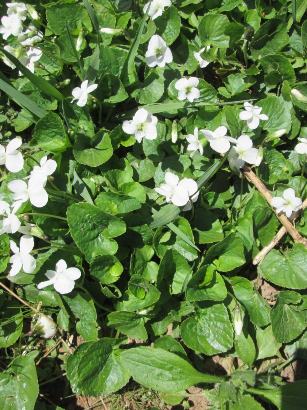 10 bareroot woodland violets white perennial ground cover or indoor plant